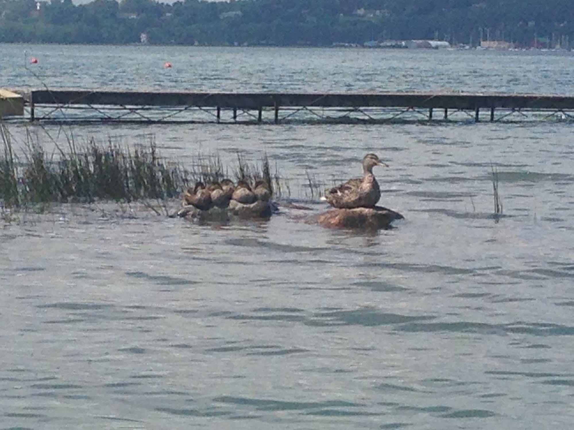 N' This On The Bay -Vacation Suite Wiarton Extérieur photo